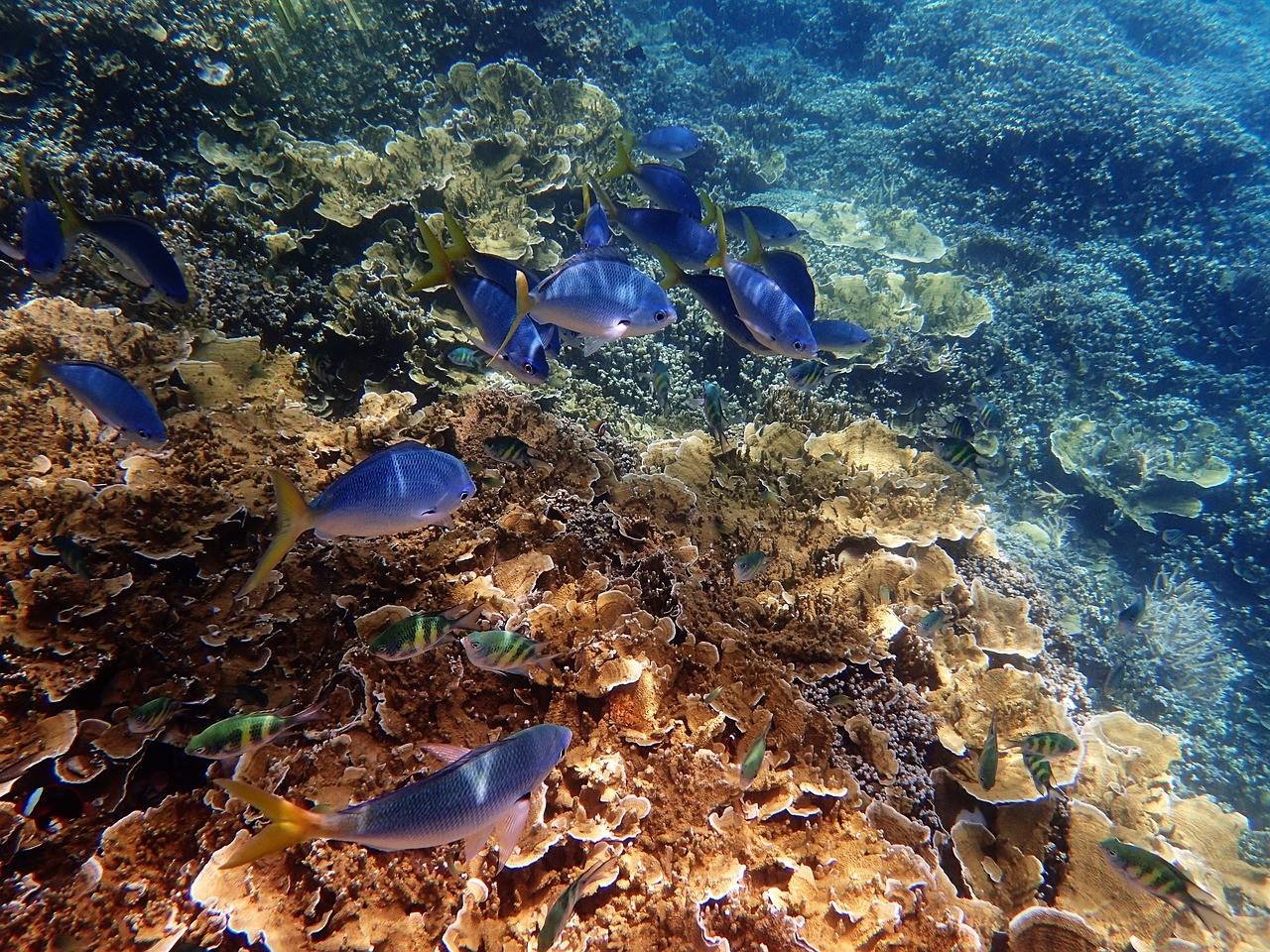 great-barrier-reef-australia