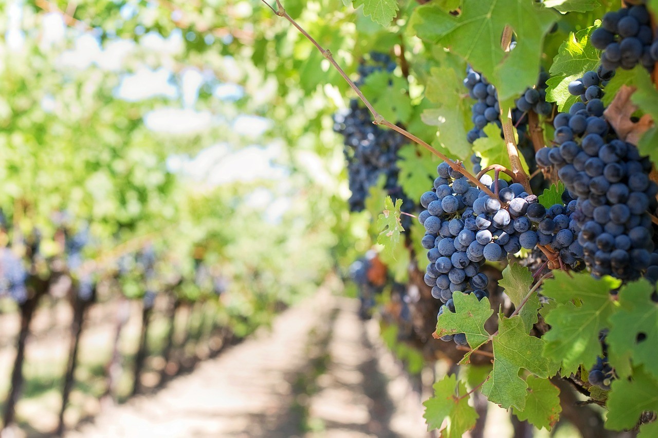 Vineyards-grapes