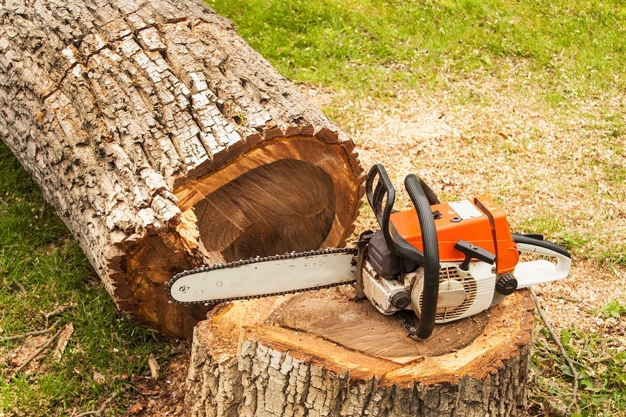 tree stump removal