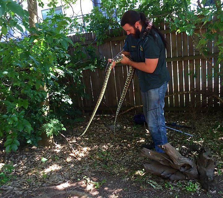 Gravid carpet python