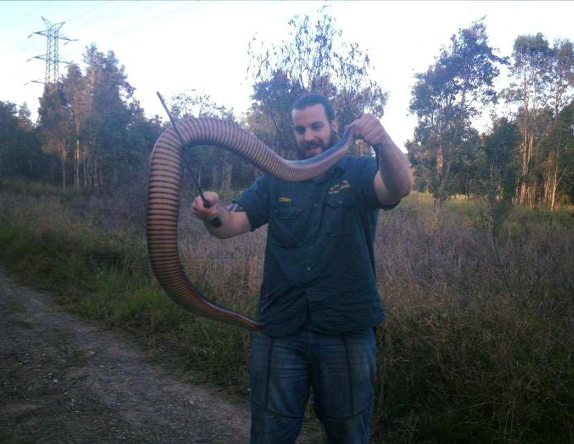 snake catchers - red belied black snake