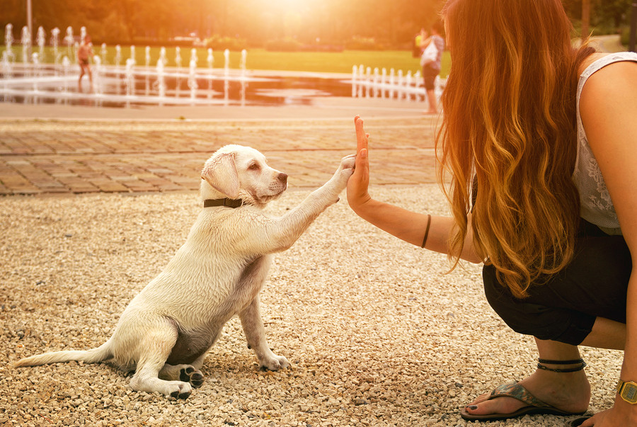 combating pet obesity