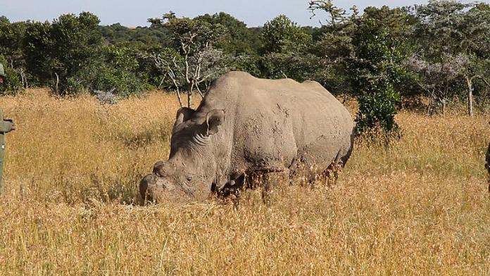 The World’s last living male northern white rhino has died Last white rhino dies
