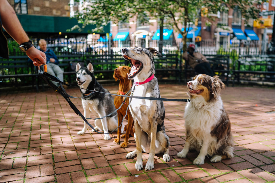 All dogs require a minimum of 30 minutes of exercise per day