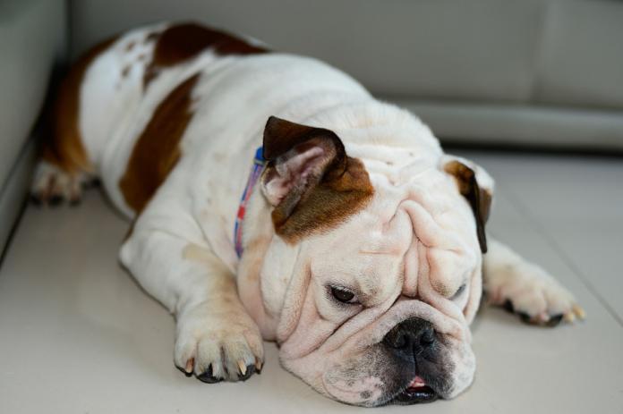 Pet obesity is on the rise - What can be done to stop it?