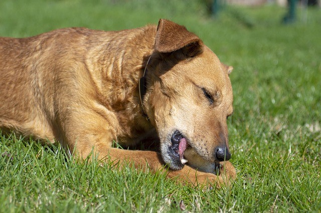 Dog on a lawn with fertiliser