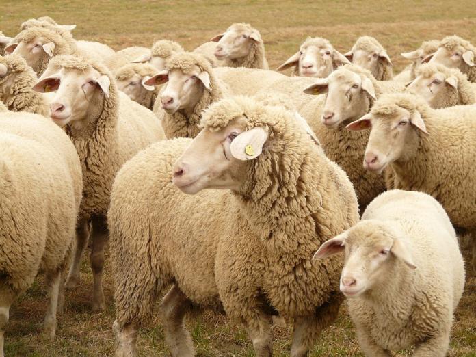 The Department of Agriculture has said that there won’t be any reactionary moves prompted by the deaths of thousands of sheep who were transported to the Middle East via live export. Despite this reassurance, there are concerns within the agricultural industry that their trade will be damaged.