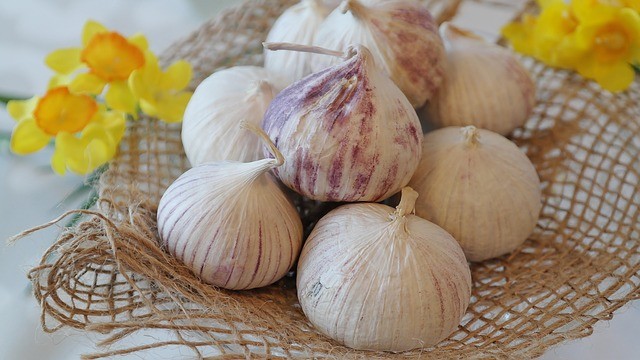 garlic