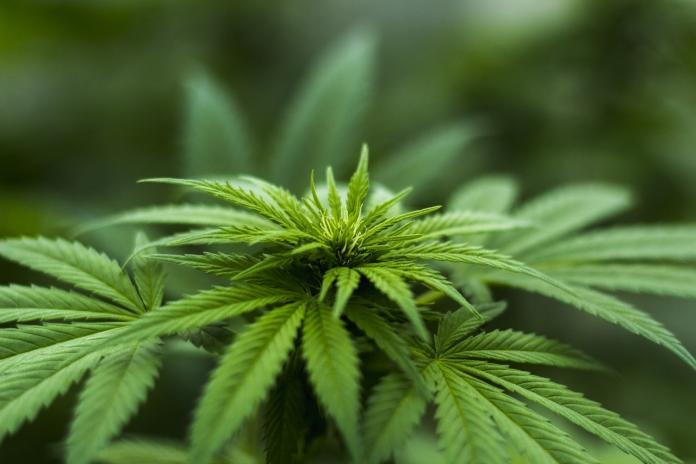 marijuana plant Greens party calls for national marijuana legalisation
