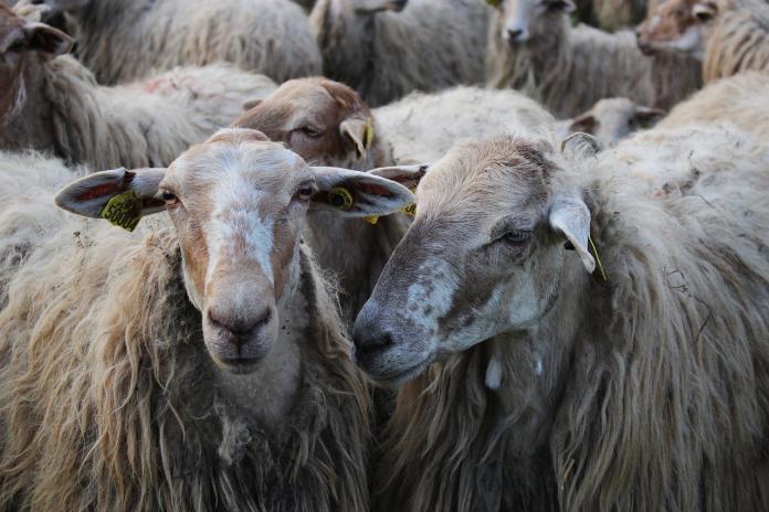 sheep Agriculture Minister responds to live export sheep deaths video