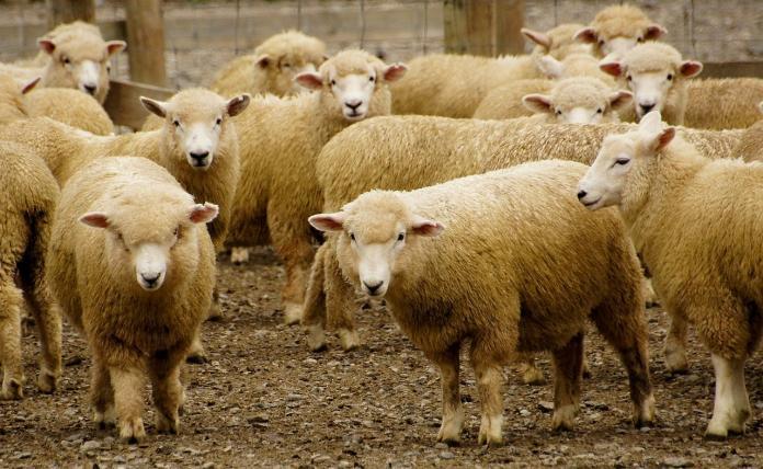 sheep herd 64,000 sheep shipment may be blocked following live export scandal