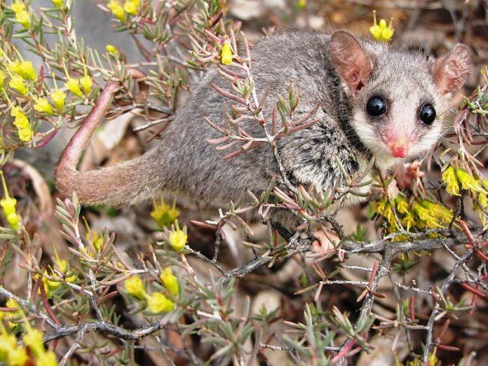 Jobs slashed at Environmental Dep could mean extinction for rare species