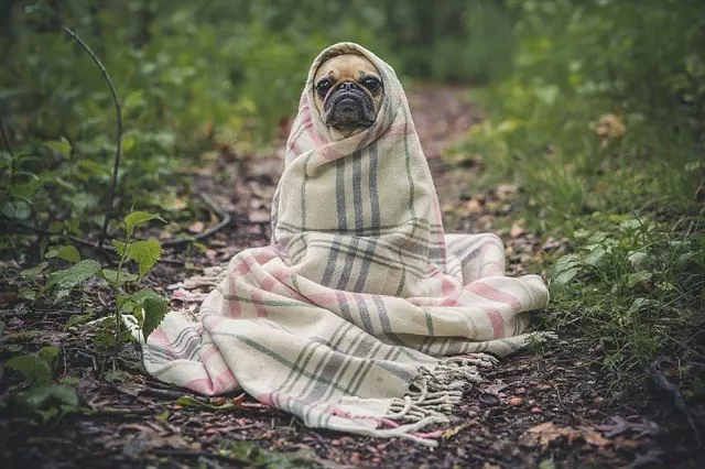 Pet photography