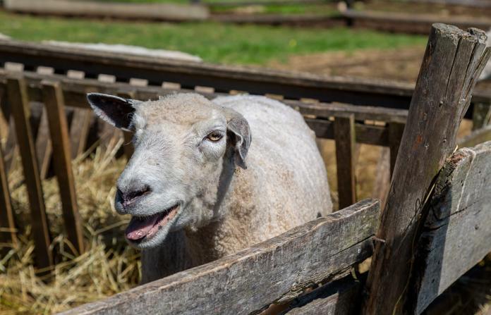 Live sheep exports will not be banned despite animal welfare concerns