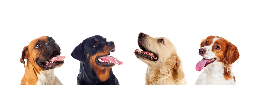 Many dogs isolated on a white background