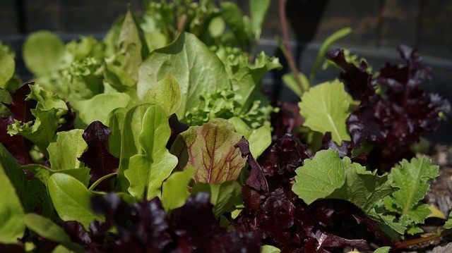 Leafy Green Vegetables