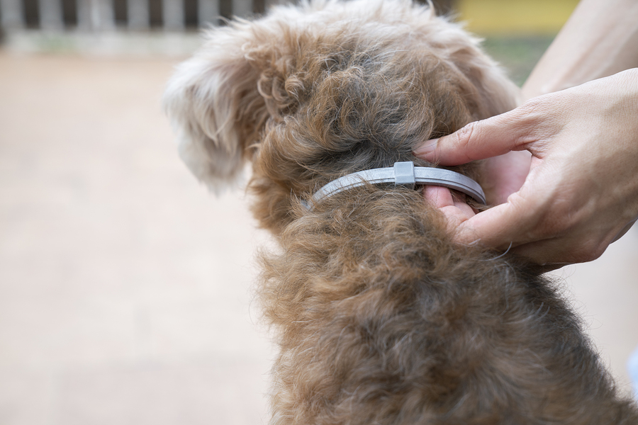 woman wearing a collar for dog, kill and repel tick and flea