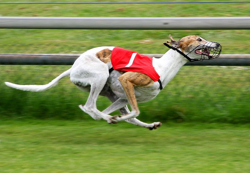NSW Government hands 500k “sorry note” to Greyhound racing industry