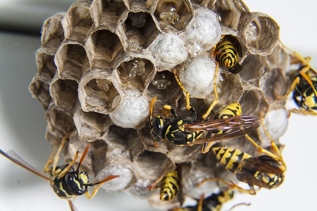 Water that wasp nest