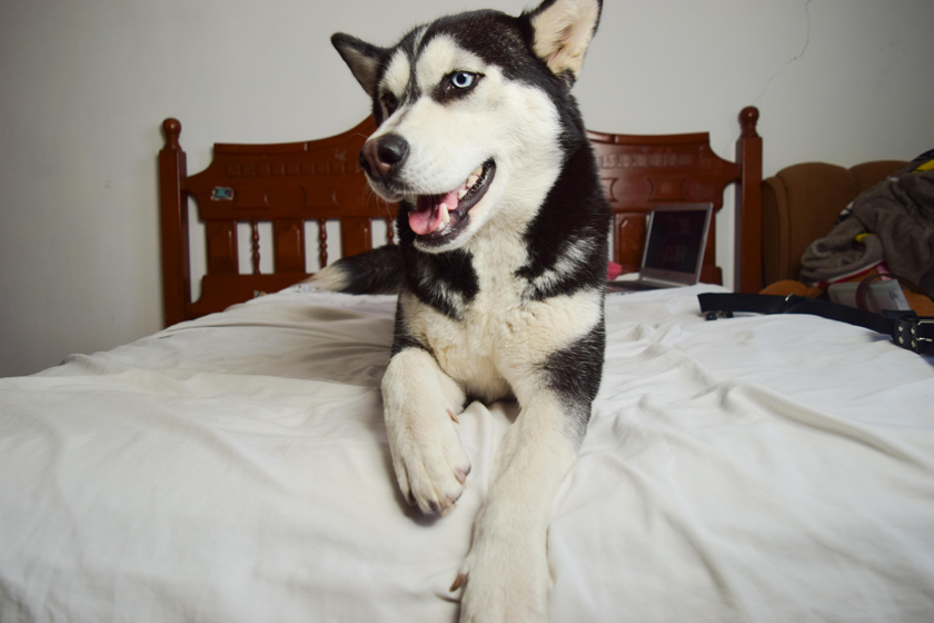 dog on bed