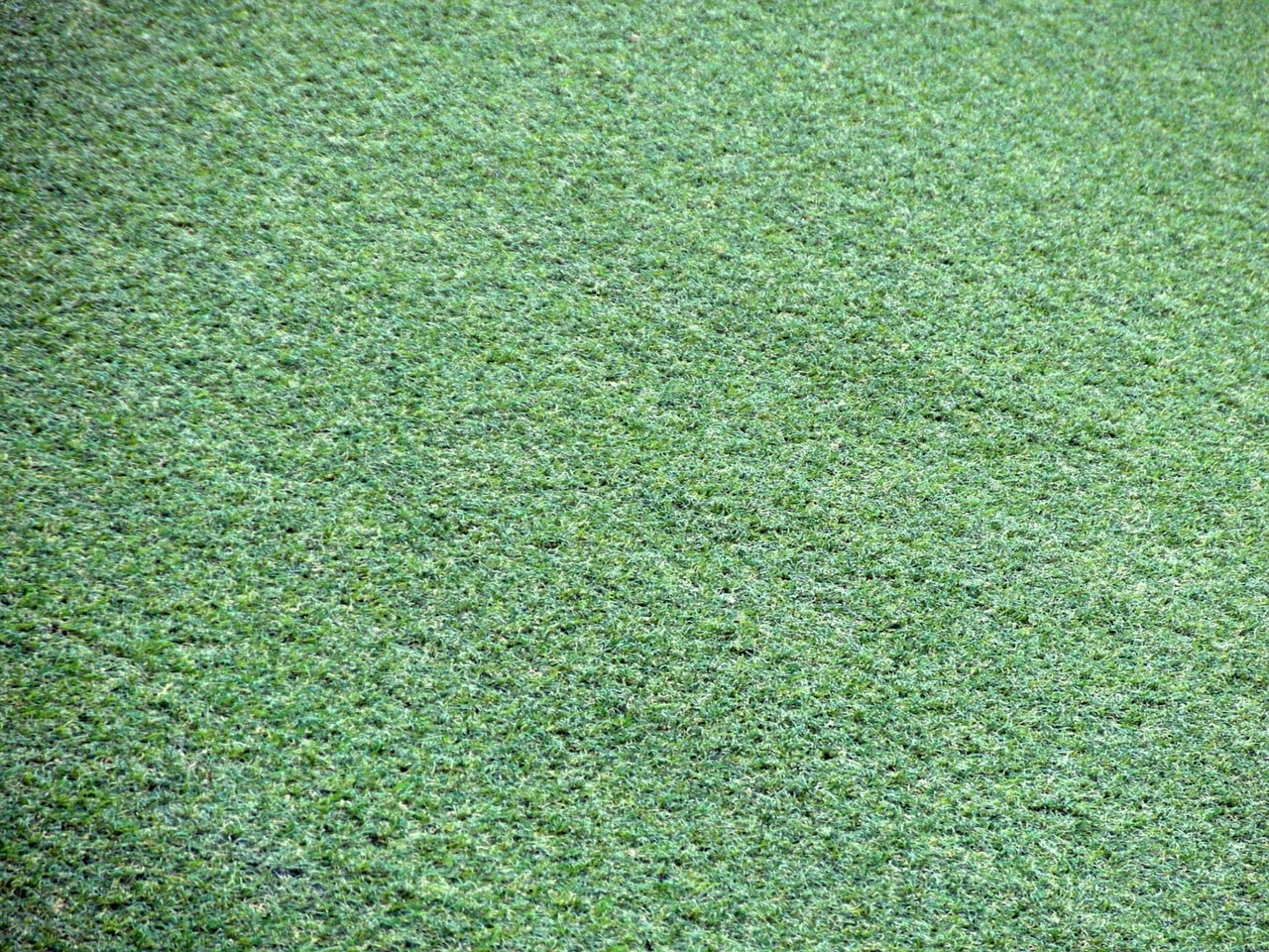 8 reasons to make the switch to fake grass