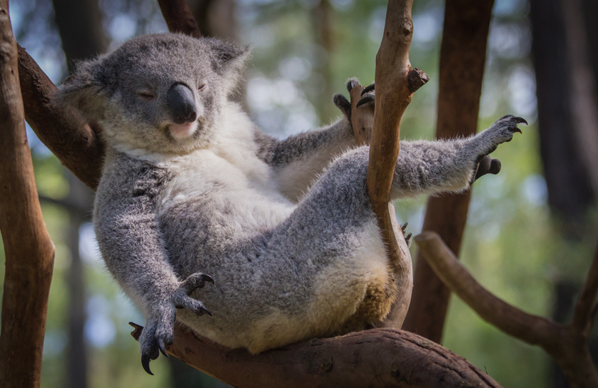 koala sleeping