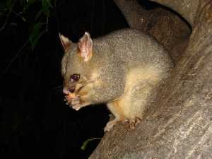 Possum eating in a tree