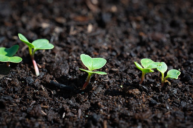 vegetables grow