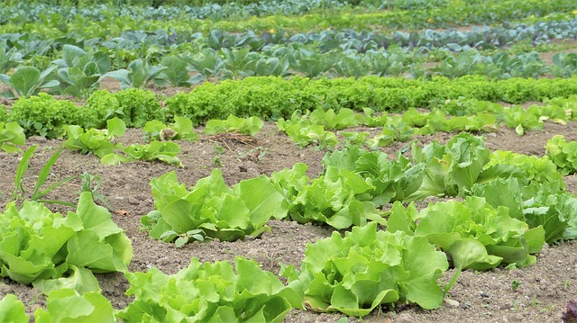 ventilation garden