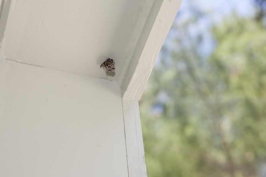 One wasp at it's nets at the side of a house