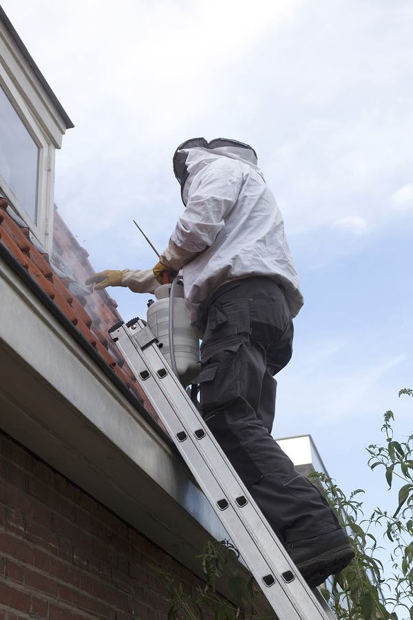 pest controller on ladder removes wasp nest under roof tiles