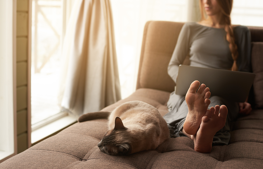 Beautiful young blond woman with braid working on a laptop and her cute cat sitting on the comfortable sofa at home. Focus on barefoot soles and cat. Cozy home atmosphere backlit warm light.