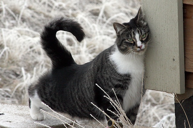 American Shorthair Cat