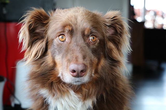 Australian Shepherds