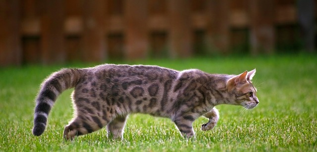 Bengal Cat