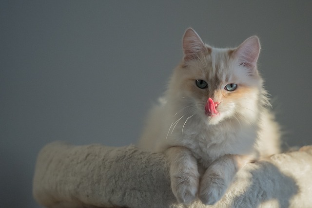 Birman Cat