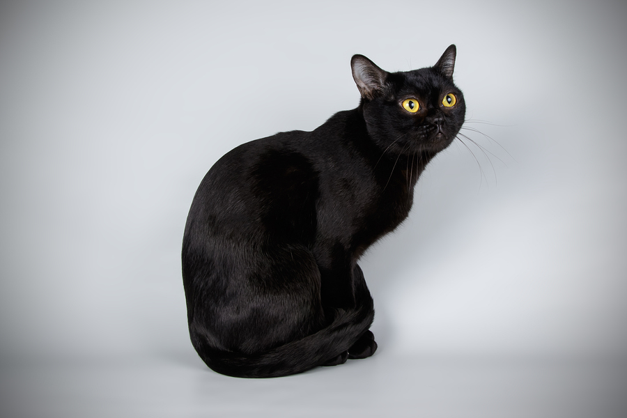 Bombay Cat