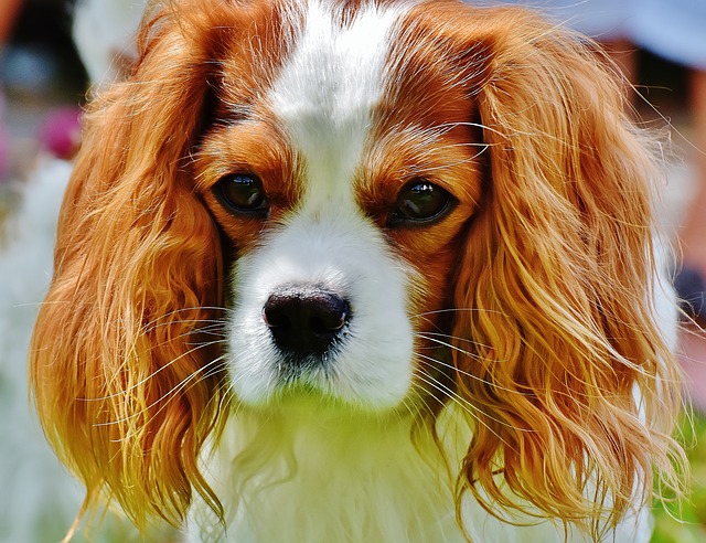 Cavalier King Charles Spaniels