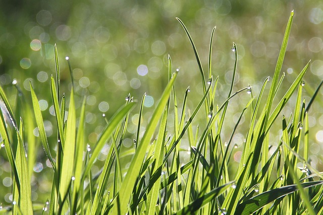 synthetic grass in Sydney