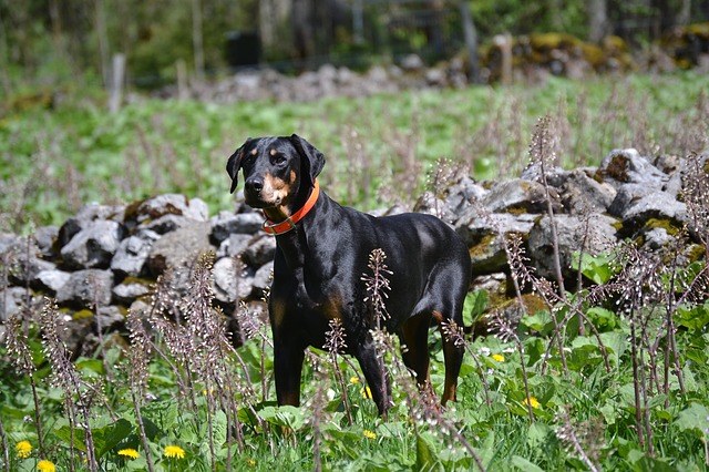 Doberman Pinschers