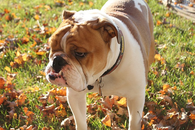 English Bulldog