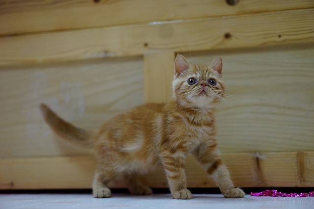 Exotic Shorthair Cat