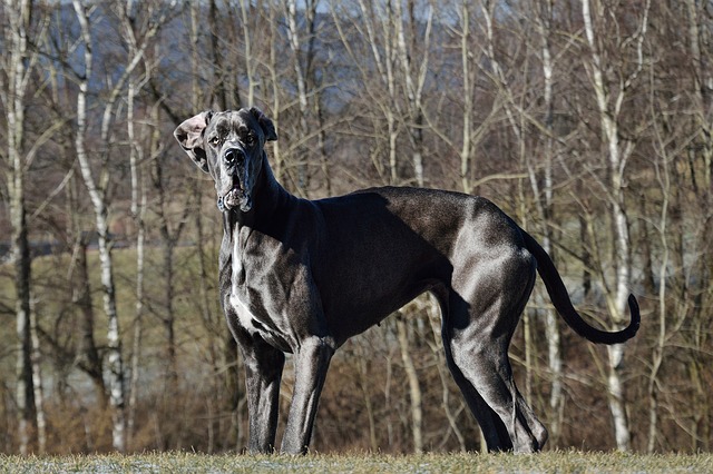 Great Danes