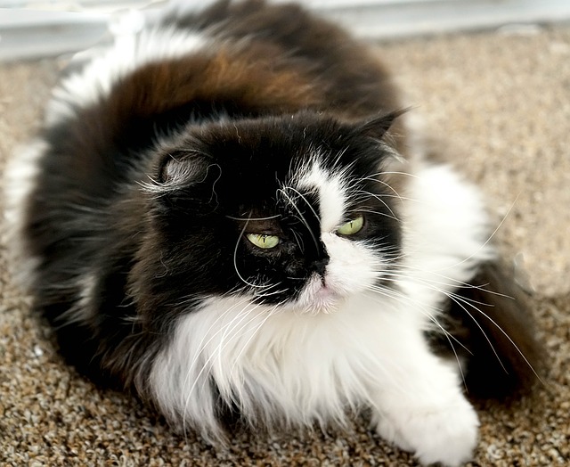 Himalayan Cat