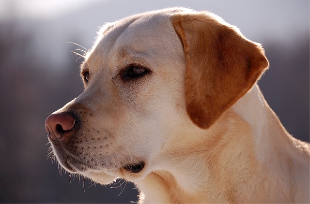 Labrador retriever