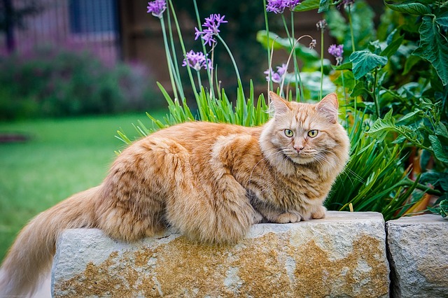 Maine Coon