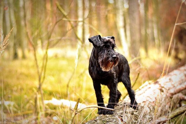 Miniature Schnauzers