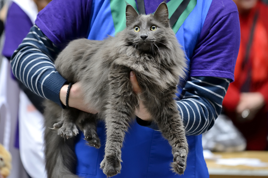 Nebelung Cat