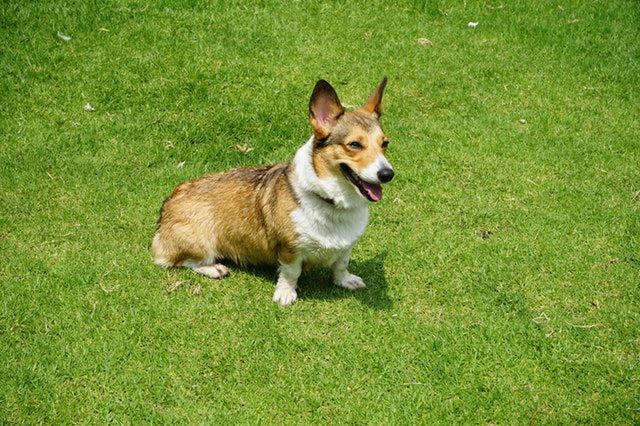 Pembroke Welsh Corgi