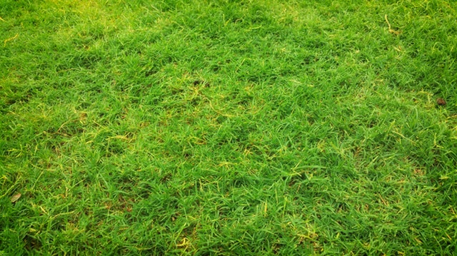 fake grass from Sydney
